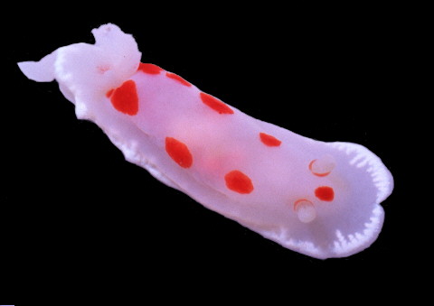 Chromodoris heatherae